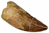 Serrated, Carcharodontosaurus Tooth - Real Dinosaur Tooth #341341-1